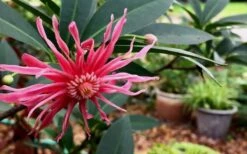 Woodland Ruby Anise (Illicium) - 3 Gallon Pot -Breeze Sprout Sales Anise Woodland Ruby 3