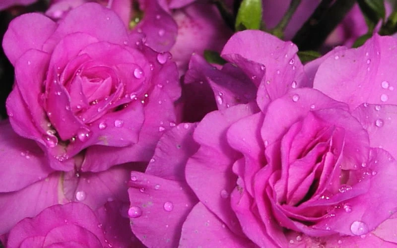 Amelia Rose Azalea - 3 Gallon Pot 5 Amelia Rose Azalea - 3 Gallon Pot - Image 5