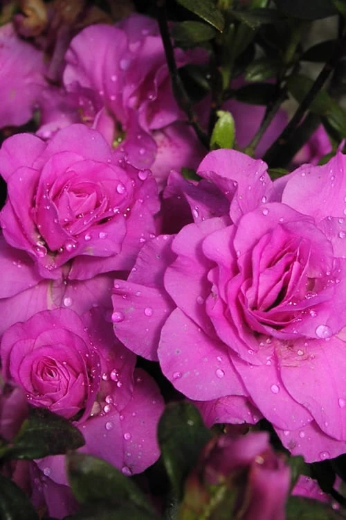 Amelia Rose Azalea - 3 Gallon Pot 1 Amelia Rose Azalea - 3 Gallon Pot