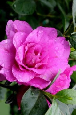 Amelia Rose Azalea - 3 Gallon Pot 8 Amelia Rose Azalea - 3 Gallon Pot -Breeze Sprout Sales Azalea Amelia Rose 3