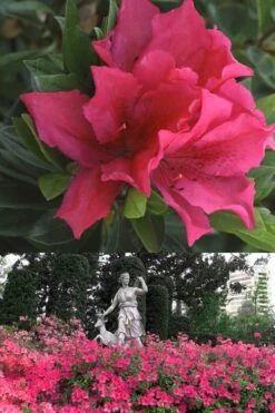 Brilliant Southern Indica Azalea - 1 Gallon Pot -Breeze Sprout Sales Azalea Brilliant 500x700 1