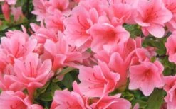 Coral Bells Azalea - 1 Gallon Pot -Breeze Sprout Sales Azalea Coral Bells