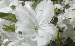 Delaware Valley White Azalea - 6 Pack Of 1 Gallon Pots -Breeze Sprout Sales Azalea Delaware Valley White 2 1