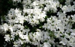 Delaware Valley White Azalea - 1 Gallon Pot -Breeze Sprout Sales Azalea Deleware Valley White Bloom