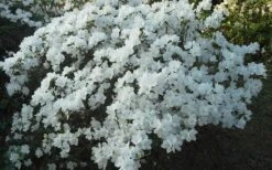 Delaware Valley White Azalea - 6 Pack Of 1 Gallon Pots -Breeze Sprout Sales Azalea Deleware Valley White Landscape 1