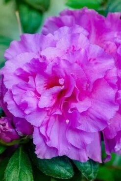 Autumn Majesty Encore Azalea - 6 Pack Of 1 Gallon Pots 10 Autumn Majesty Encore Azalea - 6 Pack Of 1 Gallon Pots -Breeze Sprout Sales Azalea Encore Autumn Majesty 12