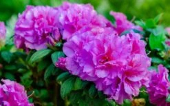 Autumn Majesty Encore Azalea - 6 Pack Of 1 Gallon Pots 9 Autumn Majesty Encore Azalea - 6 Pack Of 1 Gallon Pots -Breeze Sprout Sales Azalea Encore Autumn Majesty 13