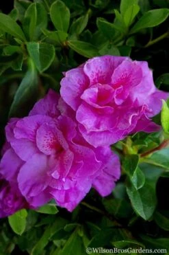 Autumn Majesty Encore Azalea - 6 Pack Of 1 Gallon Pots 11 Autumn Majesty Encore Azalea - 6 Pack Of 1 Gallon Pots -Breeze Sprout Sales Azalea Encore Autumn Majesty 5