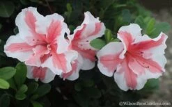 Autumn Starburst Encore Azalea - 1 Gallon Pot -Breeze Sprout Sales Azalea Encore Autumn Starburst 2