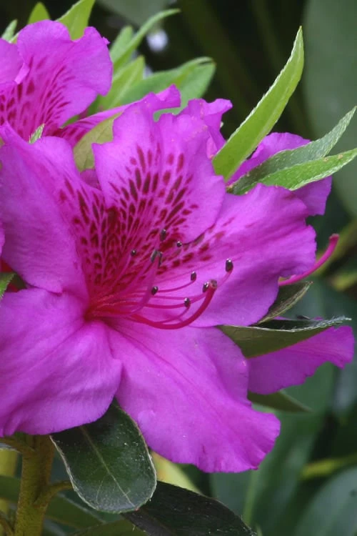 Herbert Azalea - 3 Gallon Pot 1 Herbert Azalea - 3 Gallon Pot