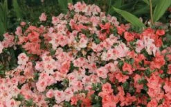 Hilda Niblett Azalea - 2 Gallon Pot -Breeze Sprout Sales Azalea Hilda Niblet Flowers 2