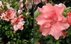 Hilda Niblett Azalea - 2 Gallon Pot -Breeze Sprout Sales Azalea Hilda Niblet Flowers 4