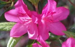 Judge Solomon Southern Indica Azalea - 3 Gallon Pot -Breeze Sprout Sales Azalea Judge Solomon 50