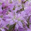 Koromo Shikibu Purple Spider Azalea - 1 Gallon Pot