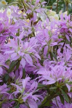 Koromo Shikibu Purple Spider Azalea - 3 Gallon Pot -Breeze Sprout Sales Azalea Koromo Shikibu 2