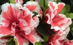 Mardi Gras Southern Indica Azalea - 3 Gallon Pot -Breeze Sprout Sales Azalea Mardi Gras 2