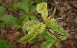 Dons Variegated Native Azalea - Rhododendron - 3 Gallon Pot 8 Dons Variegated Native Azalea - Rhododendron - 3 Gallon Pot -Breeze Sprout Sales Azalea Native Dons Variegated 3 1