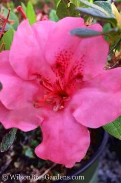 Pink Explosion Bloom 'N Again Azalea - 2 Gallon Pot 8 Pink Explosion Bloom 'N Again Azalea - 2 Gallon Pot -Breeze Sprout Sales Azalea Pink Explosion Bloom N Again 20