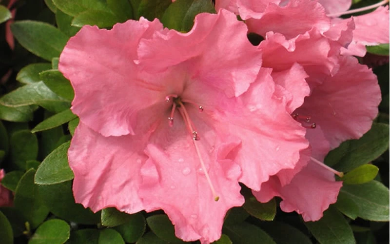 Gumpo Pink Dwarf Azalea - 2 Gallon Pot 4 Gumpo Pink Dwarf Azalea - 2 Gallon Pot - Image 4