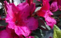 Red Formosa Azalea - 6 Pack Of 1 Gallon Pots 9 Red Formosa Azalea - 6 Pack Of 1 Gallon Pots -Breeze Sprout Sales Azalea Red Formosa 1