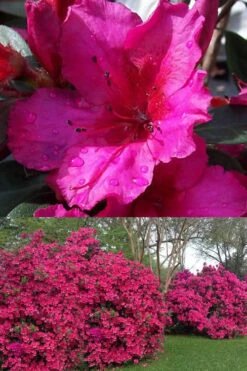 Red Formosa Azalea - 3 Gallon Pot -Breeze Sprout Sales Azalea Red Formosa 1 500x750 1
