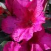 Red Formosa Azalea - 3 Gallon Pot