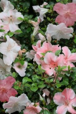 Sir Robert Dwarf Azalea - 1 Gallon Pot -Breeze Sprout Sales Azalea Sir Robert 12