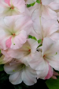 Sir Robert Dwarf Azalea - 1 Gallon Pot -Breeze Sprout Sales Azalea Sir Robert 20