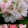 Sir Robert Dwarf Azalea - 1 Gallon Pot