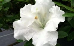 Gumpo White Dwarf Azalea - 1 Gallon Pot -Breeze Sprout Sales Azalea White Gumpo
