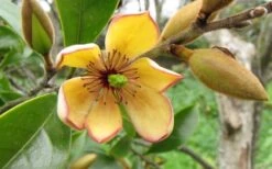 Banana Shrub - 3 Gallon Pot -Breeze Sprout Sales Banana Shrub Flower Closeup 2