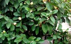 Banana Shrub - 6 Pack Of 1 Gallon Pots 13 Banana Shrub - 6 Pack Of 1 Gallon Pots -Breeze Sprout Sales Banana Shrub Foliage