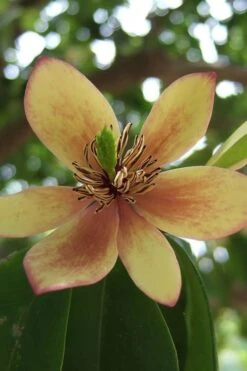 Banana Shrub - 5 Gallon Pot