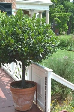 Bay Laurel (Sweet Bay) - Laurus Nobilis - 2 Gallon Pot -Breeze Sprout Sales Bay Laurel 10 2