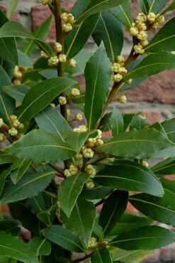 Bay Laurel (Sweet Bay) - Laurus Nobilis - 6 Pack Of 1 Gallon Pots -Breeze Sprout Sales Bay Laurel 2 1