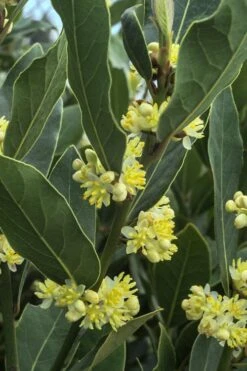 Bay Laurel (Sweet Bay) - Laurus Nobilis - 3 Gallon Pot -Breeze Sprout Sales Bay Laurel 3