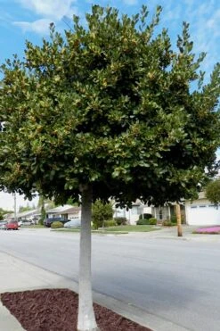 Bay Laurel (Sweet Bay) - Laurus Nobilis - 3 Gallon Pot -Breeze Sprout Sales Bay Laurel 5