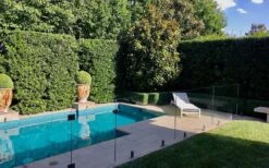 Bay Laurel (Sweet Bay) - Laurus Nobilis - 6 Pack Of 1 Gallon Pots -Breeze Sprout Sales Bay Laurel 7 1