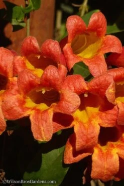 Tangerine Beauty Crossvine Bignonia - 1 Gallon Pot -Breeze Sprout Sales Bignonia Tangerine Beauty 20