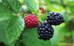 Arapaho Thornless Blackberry - 6 Pack Of 1 Gallon Pots 7 Arapaho Thornless Blackberry - 6 Pack Of 1 Gallon Pots -Breeze Sprout Sales Blackberry Arapaho Thornless