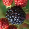 Osage Thornless Blackberry - 1 Gallon Pot