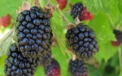 Triple Crown Thornless Blackberry Plant - 3 Gallon Pot -Breeze Sprout Sales Blackberry Triple Crown