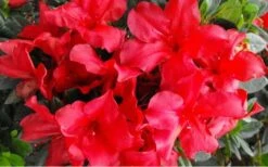 Fireside Red Bloom 'N Again Azalea - 2 Gallon Pot -Breeze Sprout Sales Bloom N Again Azalea Fireside Red