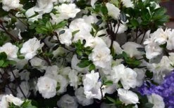 Snowball Bloom 'N Again Azalea - 1 Gallon Pot 7 Snowball Bloom 'N Again Azalea - 1 Gallon Pot -Breeze Sprout Sales Bloom N Again Azalea Snowball 1