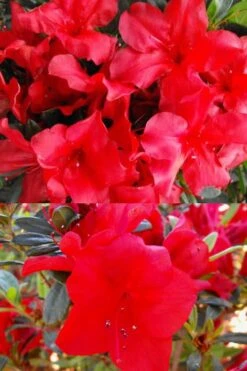 Fireside Red Bloom 'N Again Azalea - 2 Gallon Pot -Breeze Sprout Sales Bloom N Again Fireside Red 1 500x750 1