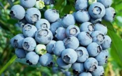 Austin Rabbiteye Blueberry - 1 Gallon Pot -Breeze Sprout Sales Blueberry Austin