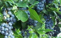 Premier Rabbiteye Blueberry - 3 Gallon Pot -Breeze Sprout Sales Blueberry Bush Premier 2