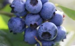 Delite Rabbiteye Blueberry - 3 Gallon Pot -Breeze Sprout Sales Blueberry Delite 1