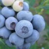 Legacy Highbush Blueberry - 6 Pack Of 1 Gallon Pots