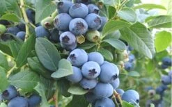 Ochlockonee Rabbiteye Blueberry - 3 Gallon Pot -Breeze Sprout Sales Blueberry Ochlockonee